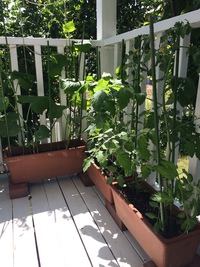 野菜作り…その後 2017/06/10 09:00:00