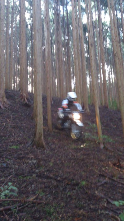 ツーリング報告（ノリさんセロー納車記念林道ツー）