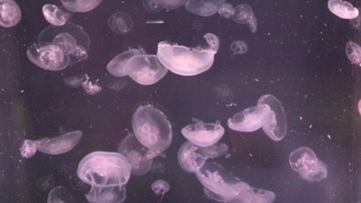 家族サービス（三保へ）