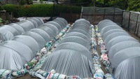田植え