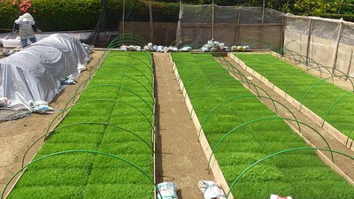 田植え