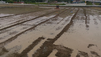 田植え