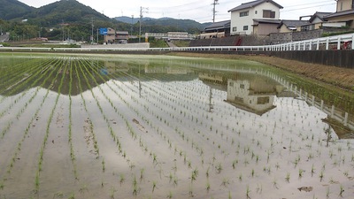 田植え
