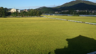 黄金色の
