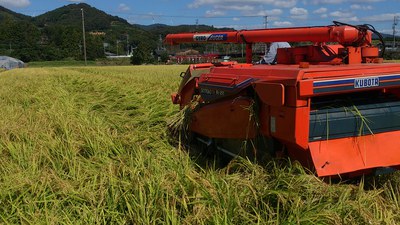 稲刈りの季節です。
