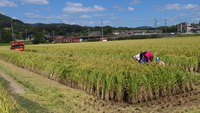 稲刈りの季節です。