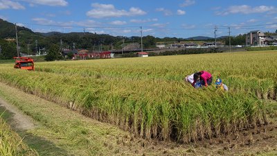 稲刈りの季節です。