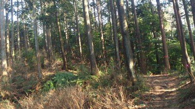 林道ツーリングのはずが…