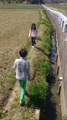 田んぼで白い．．．