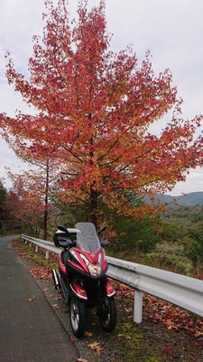 引佐湖の紅葉