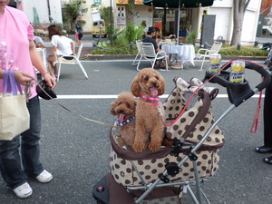 9月9日掛川ストリートカフェ