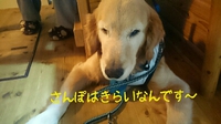 ほんとに嫌いなんだよ～ 2016/01/22 14:22:56