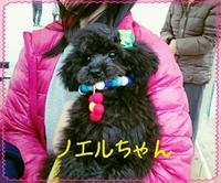高砂市「犬のじゅうたんフェス」 2016/02/15 21:54:22