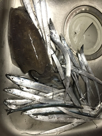 釣りーんぐ