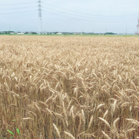 小麦の収穫＊