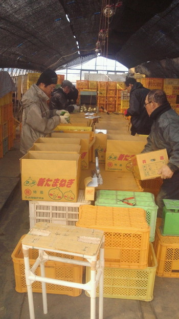 今年の玉葱の出荷がもうすぐ終わります。