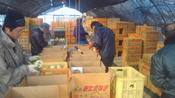 玉葱の出荷が最盛期に入っています。