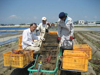 うなぎいも収穫中です！