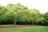 浜松城公園の新緑と花木　　クスノキ、トウオガタマ 2014/05/19 22:13:44