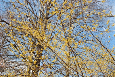 春を告げるマンサクの花