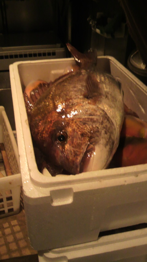 超新鮮舞阪直送とれたて鮮魚