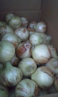 浜松特産　新たまねぎ 2011/04/01 17:04:11