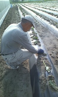 うなぎいも定植中 2012/05/25 17:40:09