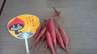 うなぎいも試し掘りしました