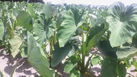 さといもの予約販売を始めました。 2011/09/09 16:16:34
