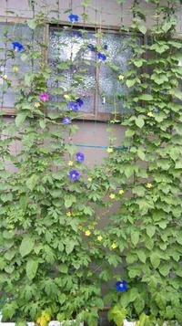  緑のカーテン2010  その6