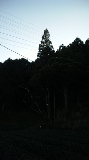 とほほ・・・