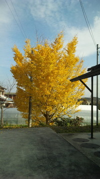 公民館横のいちょう 2011/12/07 15:13:56
