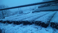   雪！！  2012/01/17 07:09:11