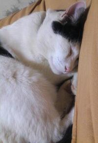 今日のヴォイス 2012/05/23 12:13:44