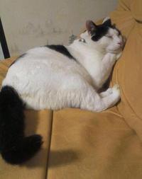 今日のヴォイス 2012/06/09 23:43:59