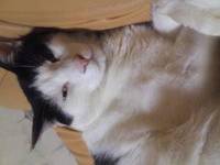 今日のヴォイス 2012/07/07 23:00:54