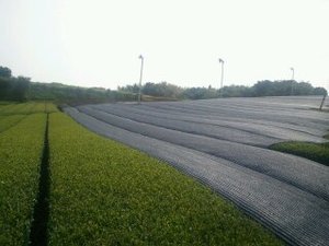 連日のお化粧