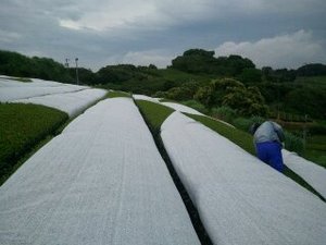 大迷惑！今朝の雨と突風