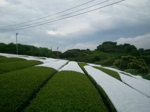 大迷惑！今朝の雨と突風