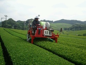 三番茶