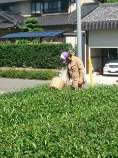 秋摘み新茶