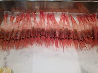 甘エビの整列☆