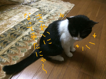 毛づくろい４