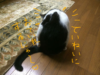 毛づくろい６