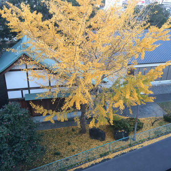 銀杏
