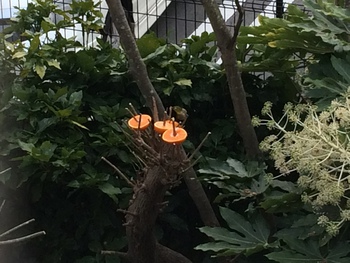 メジロ
