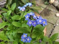 庭先の花♪