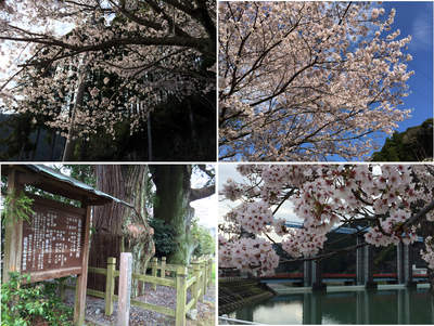 桜