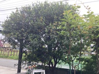 キンカン剪定　浜松市中央区増楽町