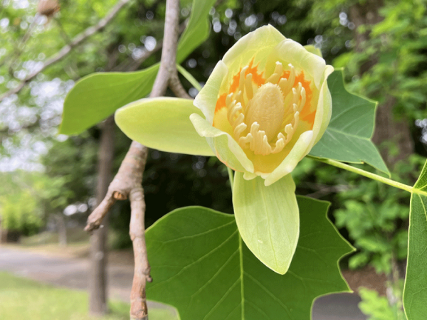 なんというお花でしょうか? なんというお花でしょうか?